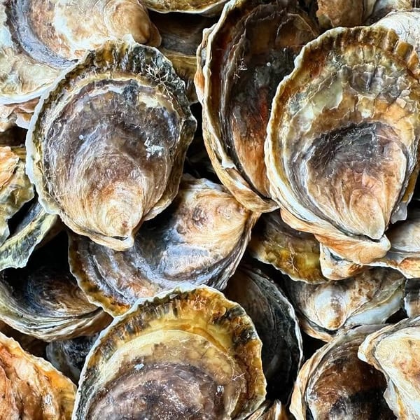 Close-up of a pile of fresh oysters with varied brown, gold, and white shells.