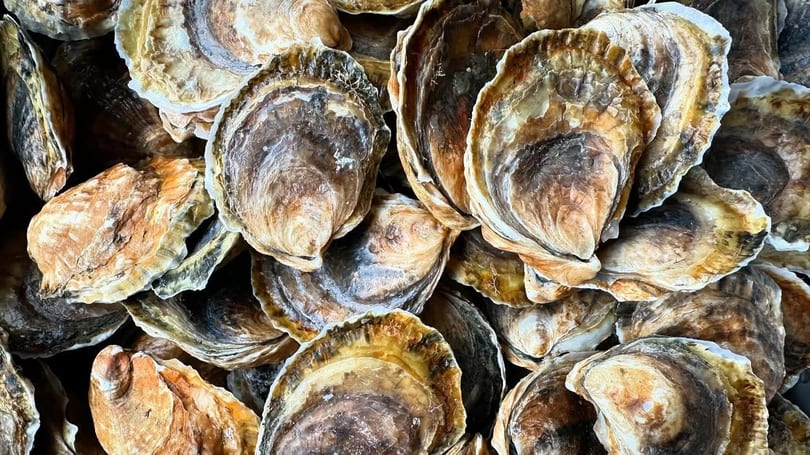 Close-up of a pile of fresh oysters with varied brown, gold, and white shells.